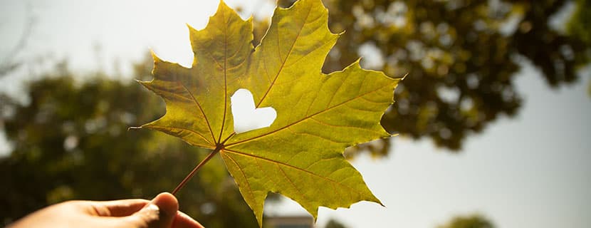 maple leaf with heart cutout