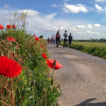 Spotlight story image pertaining to This is an image of a road with red poppies along the edge. Students can be seen in the distance.