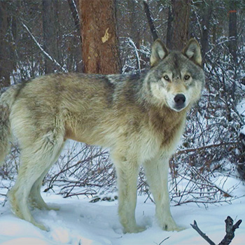 Photo of a Wolf. Photo credit: Ts’udé Nilįné Tuyeta