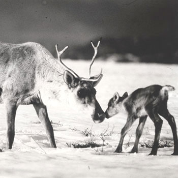 Spotlight story image pertaining to deer