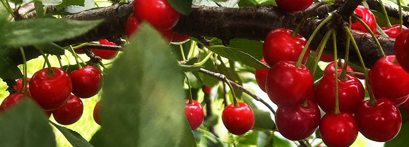 Cherries from the cherry tree in the Northdale Edible Forest