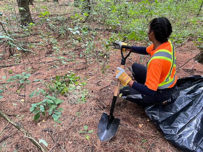 Second year student, Amy Reyes mechanically removing dog strangling vine at Dumfries Conservation Area