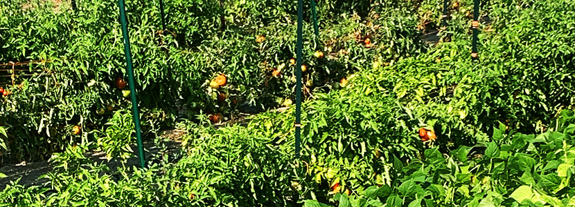 Produce in Northdale Community Garden