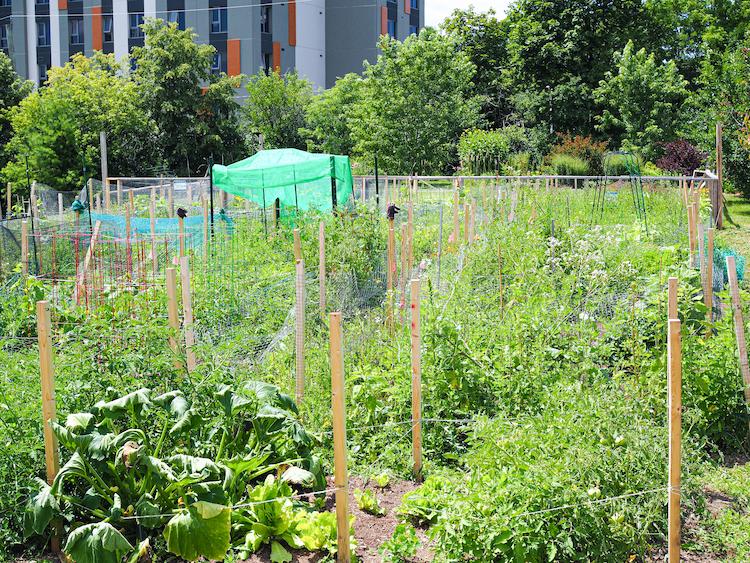 View of the Northdale Garden space from behind the ISC plots