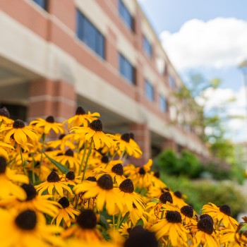 pollinator flowers in front of a building