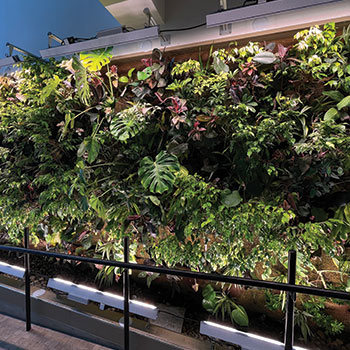 Green wall in Brantford