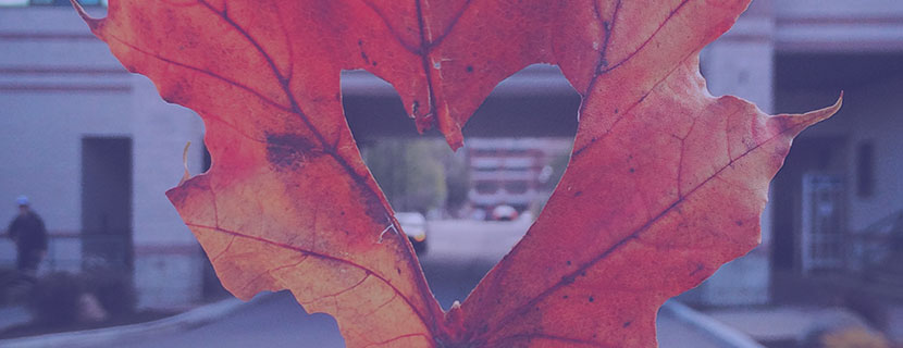 heart cut out in leaf