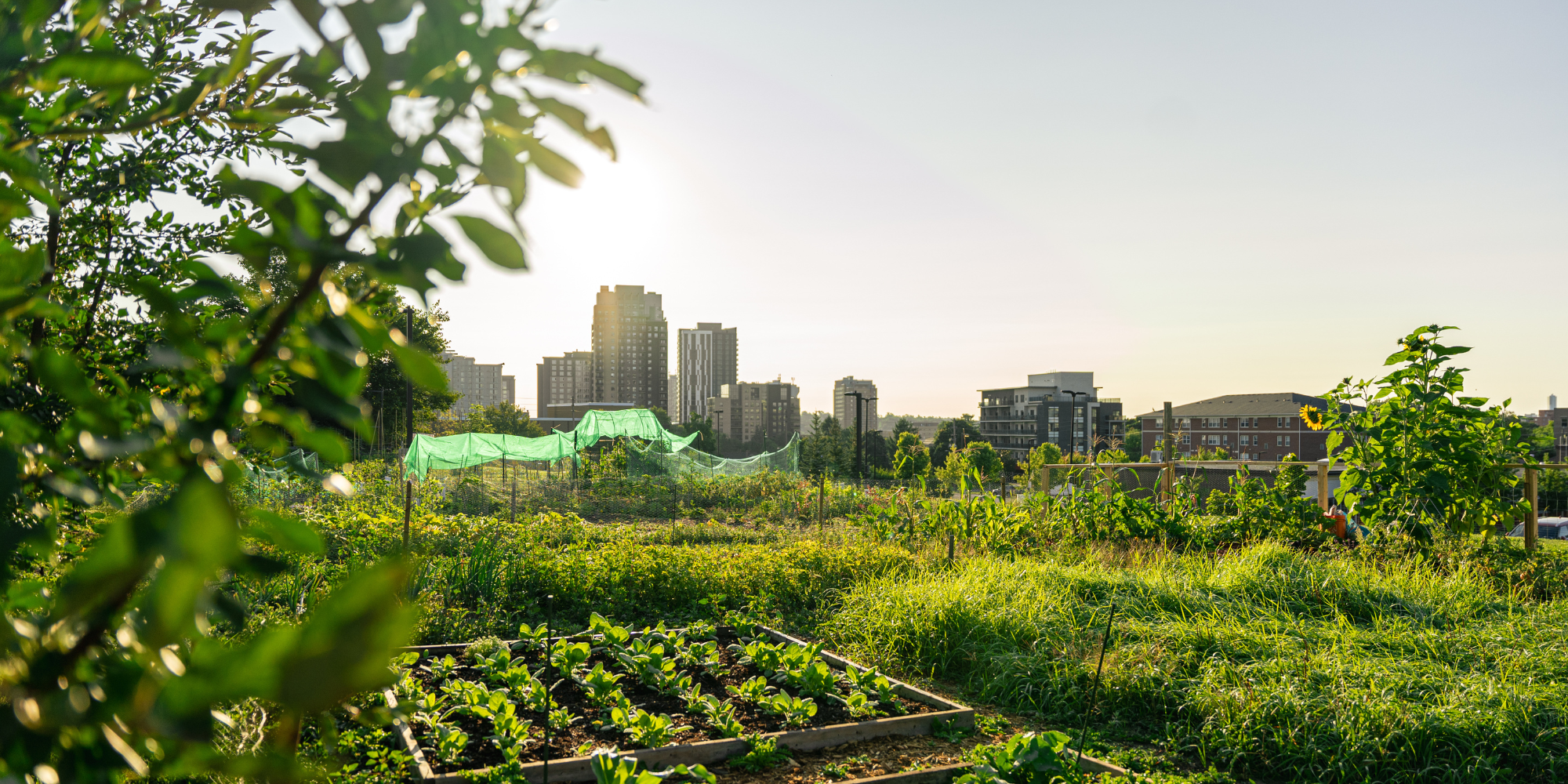 Sun rising at the Northdale community garden overlooking campus