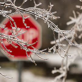 Ice covered branch