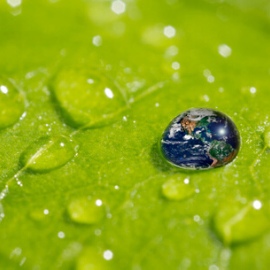 Spotlight story image pertaining to water droplet on leaf