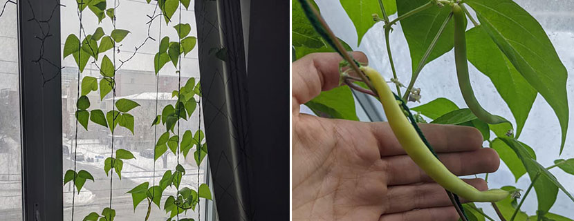 vertical farming beans
