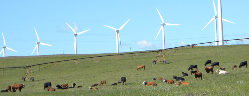 Cattle under wind turbines