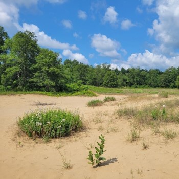 Reforestation has been successful at the St. Williams Conservation Reserve in the Long Point biosphere region, which became a desert after settlers ripped out vegetation in attempts to farm. Photo: Denise Balkissoon / The Narwhal 