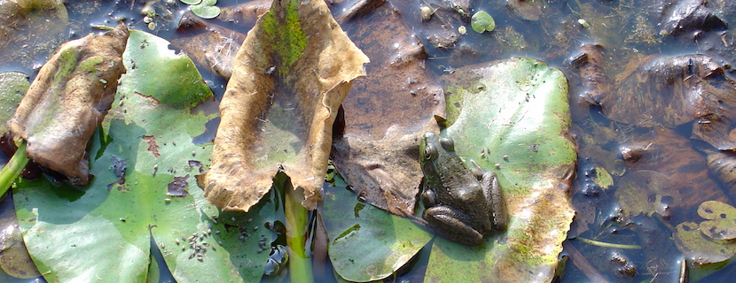 Frog on lily pad in pond