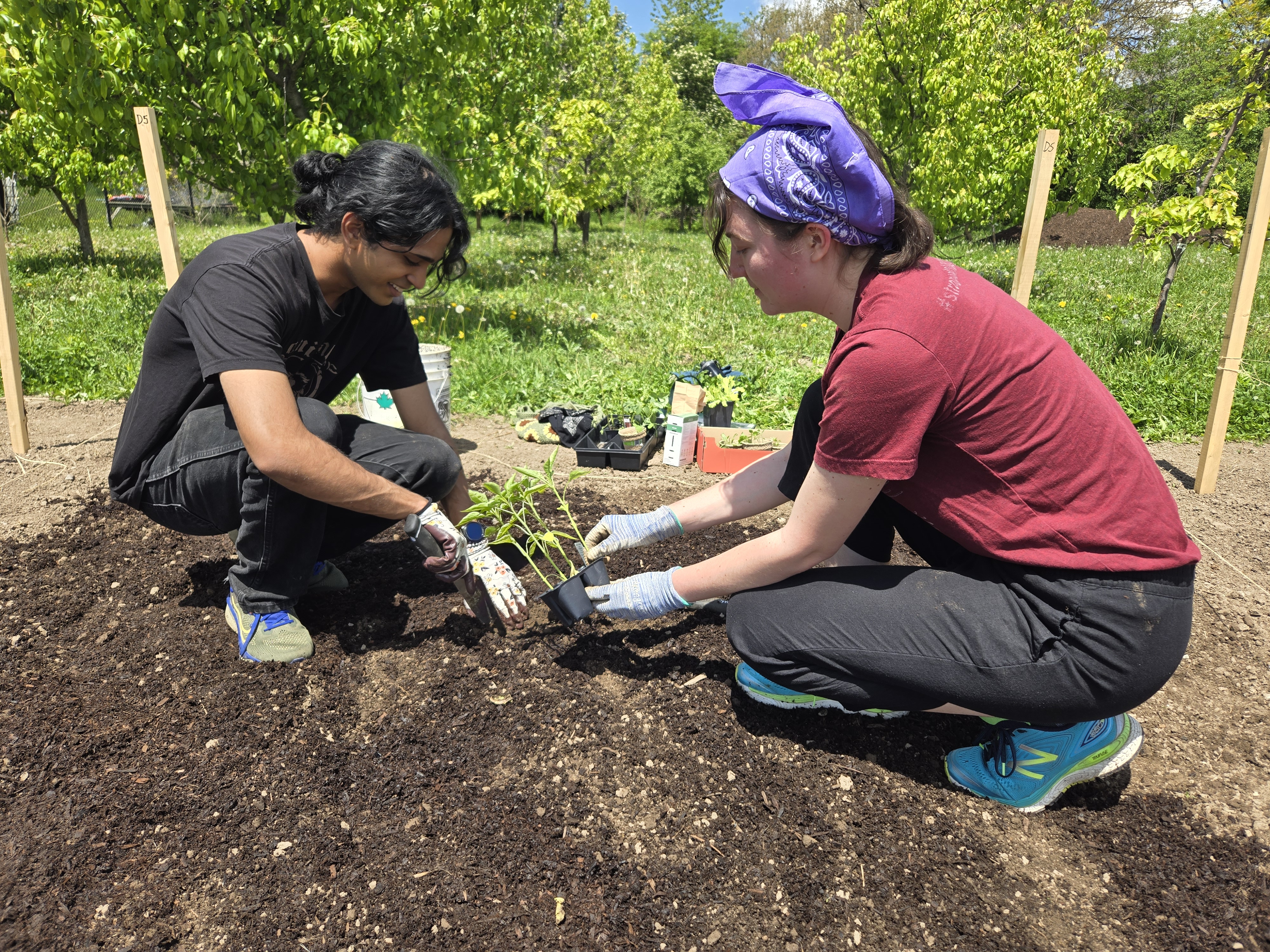 Students setting up their plots in May 2025