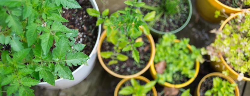 plants in containers