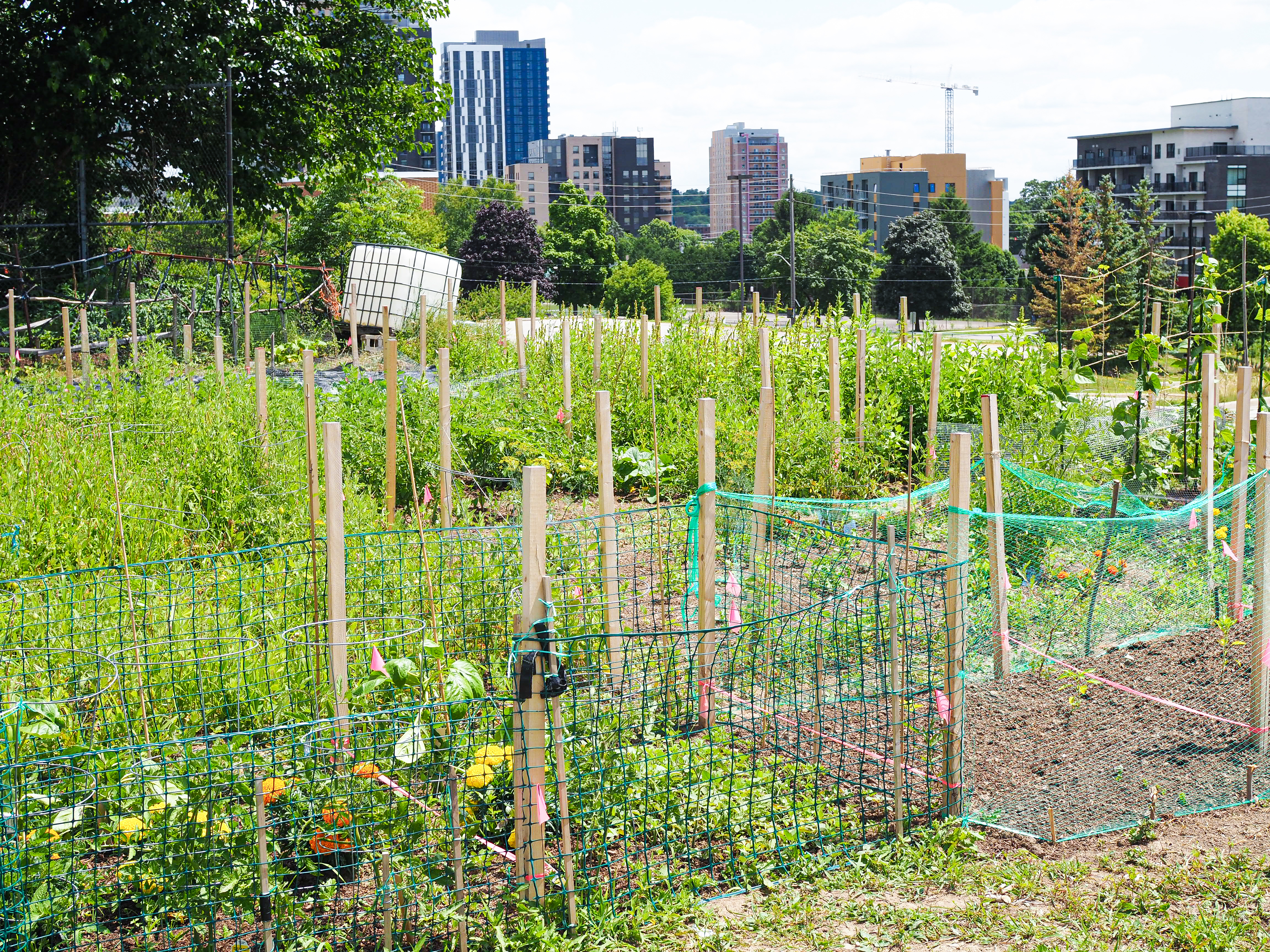 Northdale community garden space showcasing plot progress