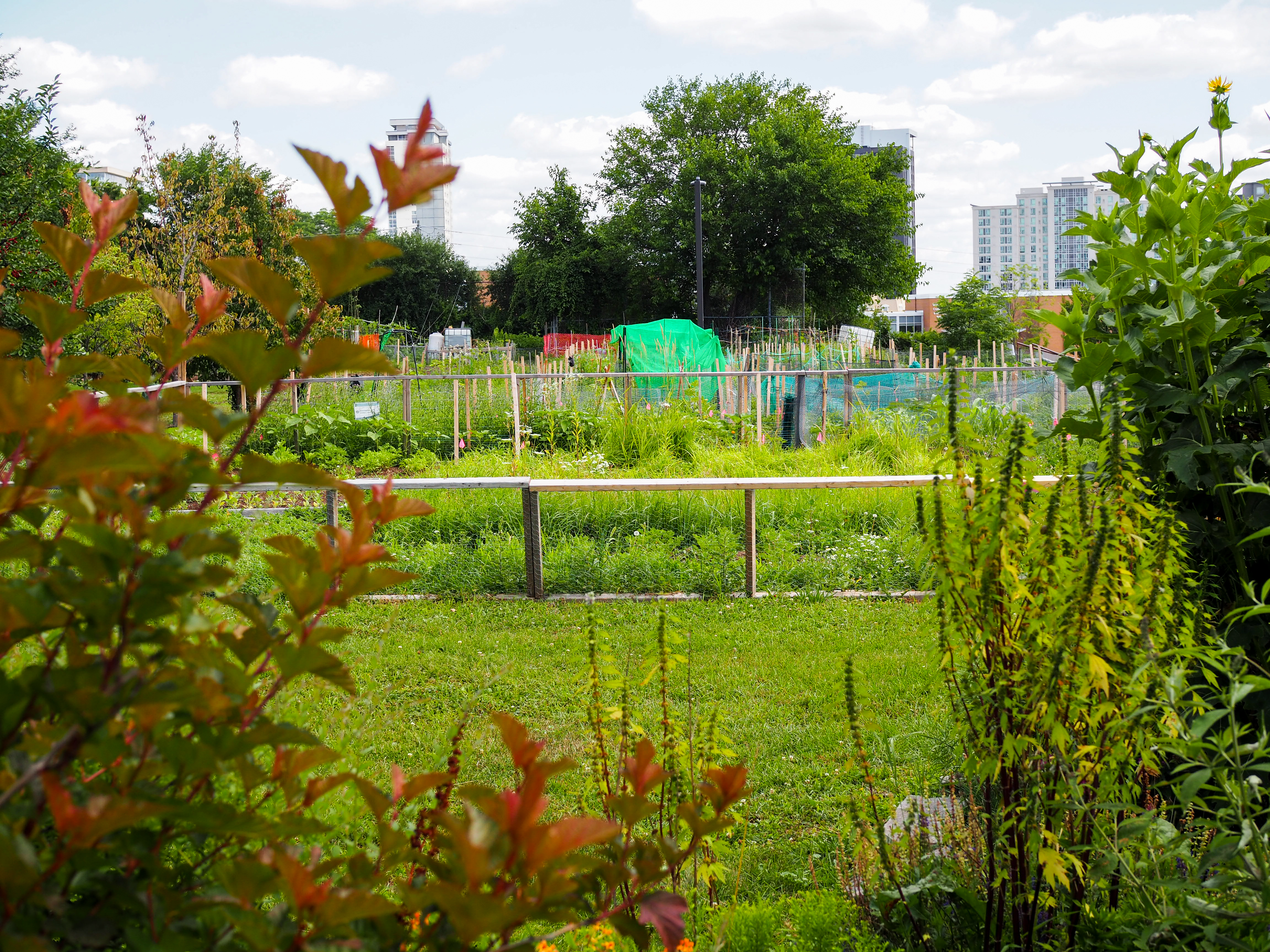 View of the garden plots behind the ISC Garden