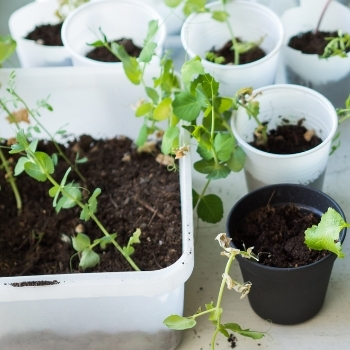 Container garden