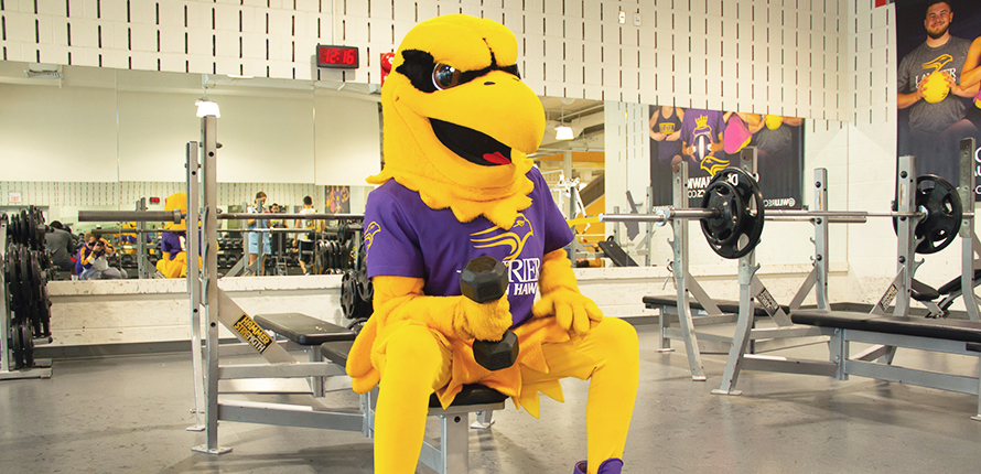 Golden Hawk mascot Midas lifting weights