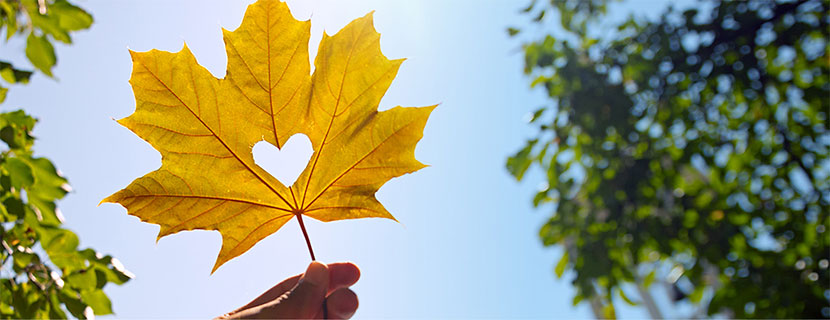 leaf with heart cut-out held to the sky
