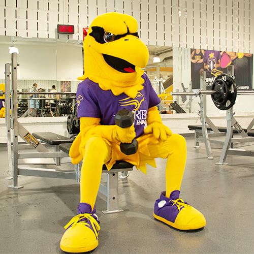 Golden Hawk mascot working out
