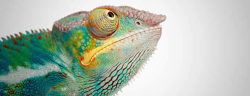 chameleon