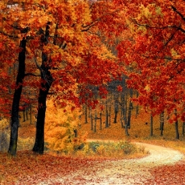 orange autumn forest