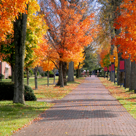 fall leaves on campus