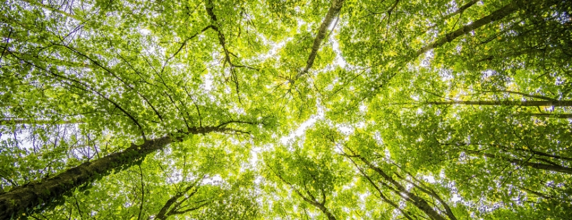 green trees