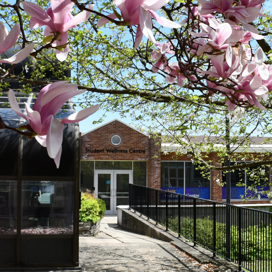 magnolia flowers and building