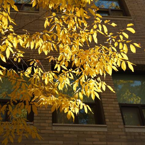 leaves against wall