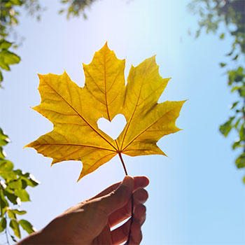 maple leaf with heart cut out