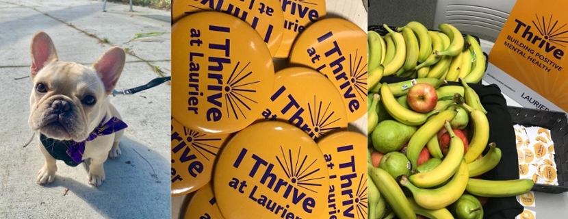 Thrive activities: Dog, buttons and fruit
