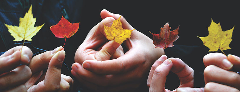 hands holding maple leaves