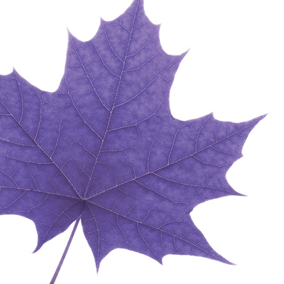 purple_leaf.jpg